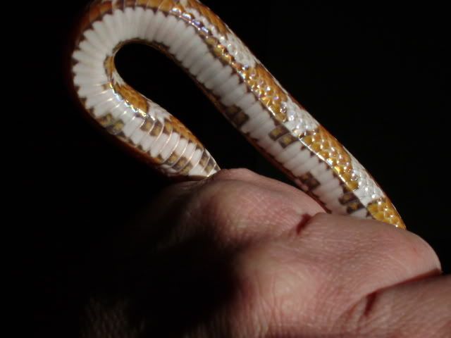 DSC01123.jpg