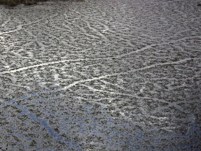 Mudflats.jpg