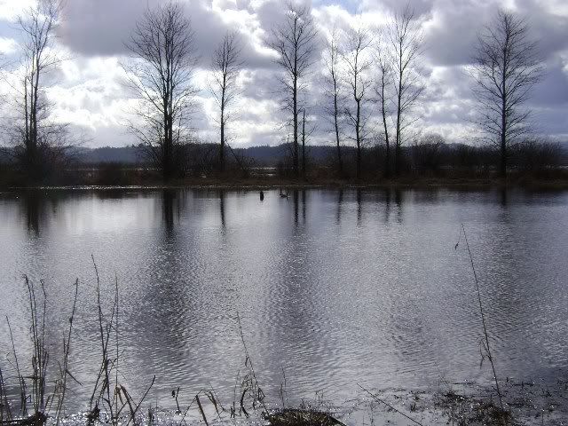 pondtrees.jpg