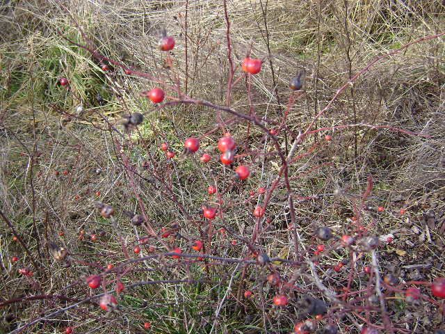 redhuckleberry.jpg