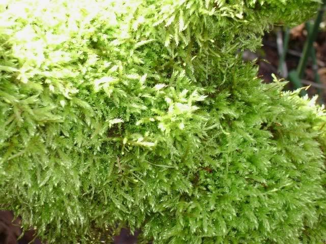 DSC00952.jpg