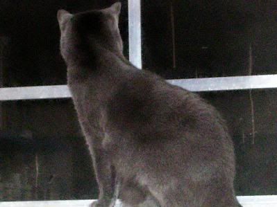 Charlie looking out thw window