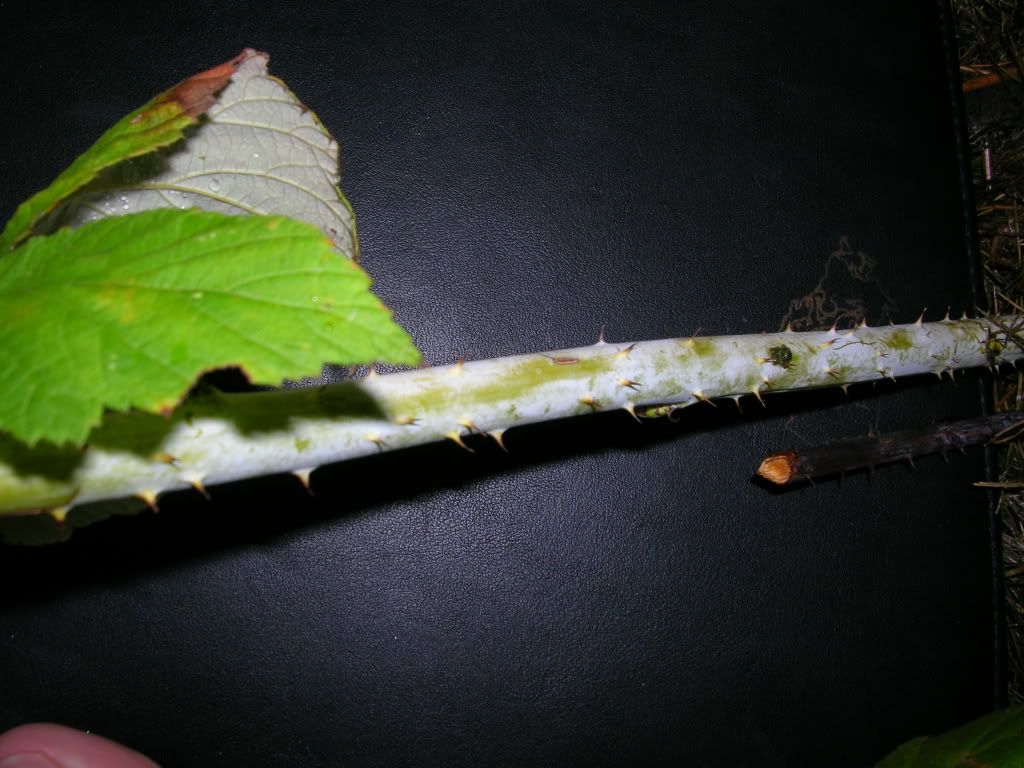 yellow raspberry cane