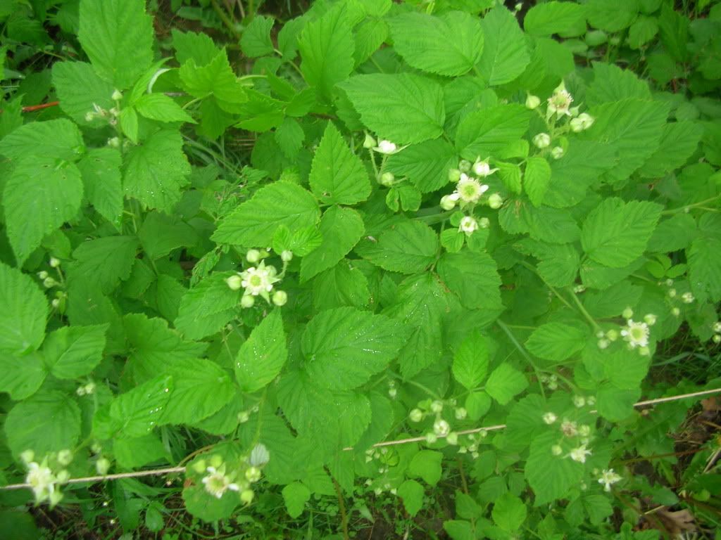 yellowcaps in blossom