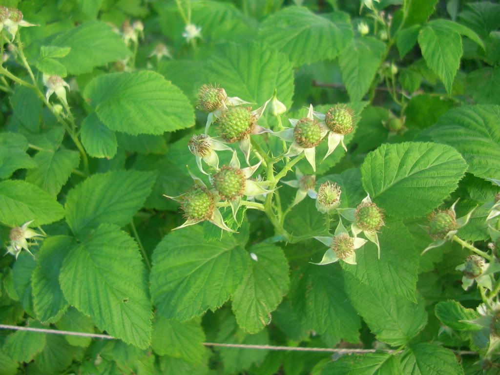 berries in green stage photo DSCN3921.jpg