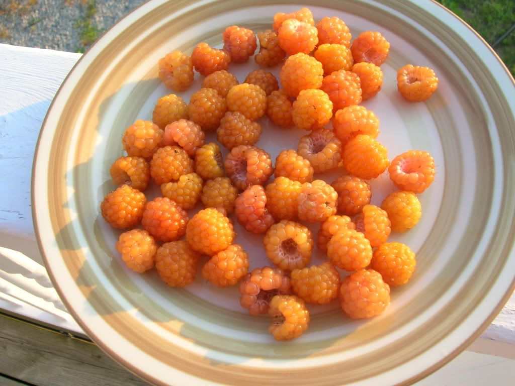 Orange Raspberries???