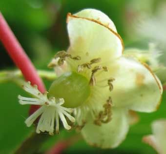 Difference between male and female hardy kiwi flowers?