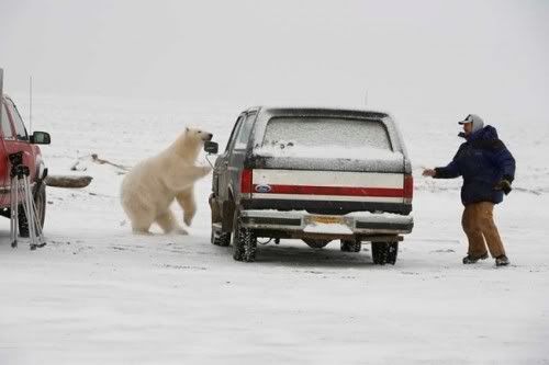 Polar Bear And Man Playing Tag
