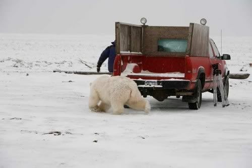 Polar Bear And Man Playing Tag