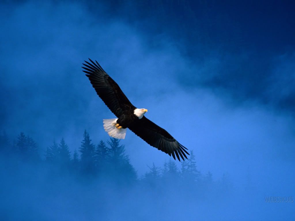 (Eagle Wallpaper | Eagle ) eagles eagle graphics