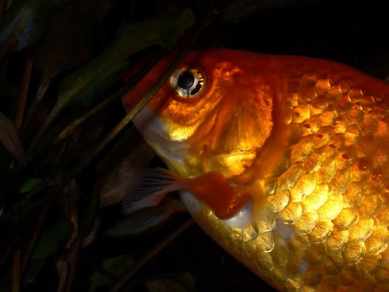 Hoe oud is je oudste goudvis geworden?? Goudvissen Het Nederlandstalig AquaForum Hoe oud is je oudste goudvis geworden?? Goudvissen Het Nederlandstalig AquaForum