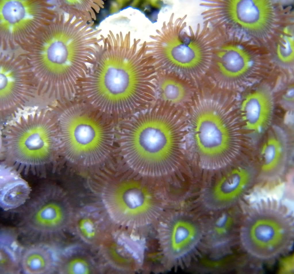 Florida Zoanthids