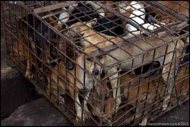 Dogs-crammed-in-a-cage-awaiting-slaughter-Tomohon-Traditional-Market-Tomohon-North-Sulawesi-Indo1.jpg