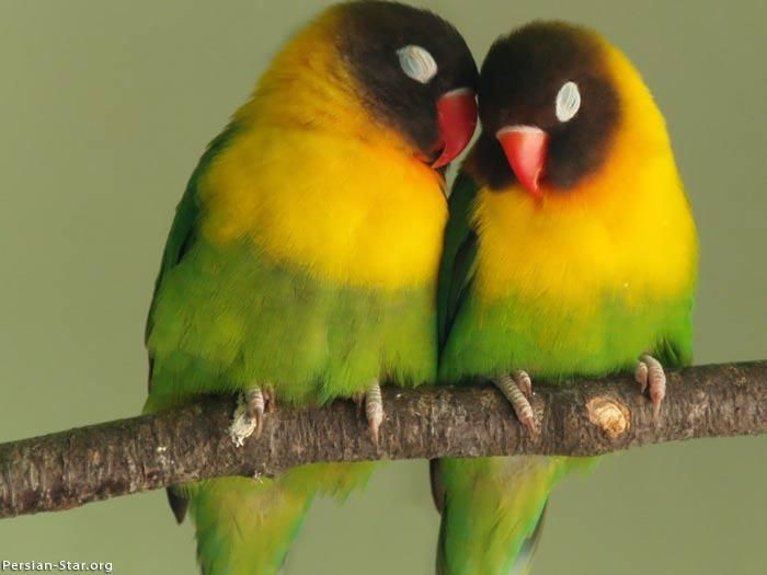 BirdSoulAndBeloved.jpg