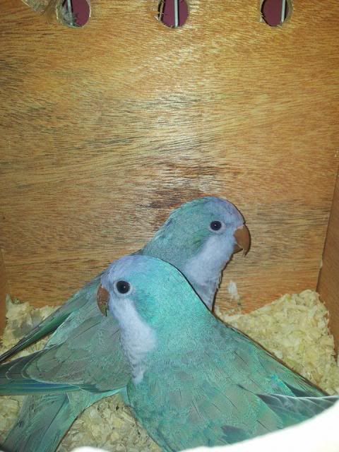 Blue Monk Parakeet - Malaysia Bird Forum