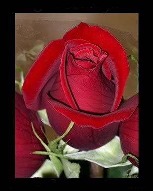 rose.jpg